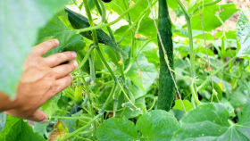 В России на 20 процентов увеличили производство тепличных овощей